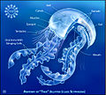 Anatomy of "true" jellyfish (class Scyphozoa)