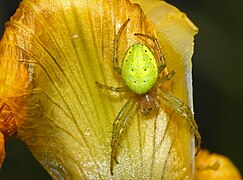 Araniella cucurbitina (Cucumber green spider), dorsal side