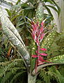 Billbergia 'Fantasia'