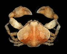 Ebalia tumefacta (Bryer's nut crab)