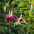 Fuchsia 'Condor'.