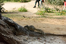 Palm Squirrel, Lodhi Gardens, Delhi.jpg