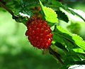 Rubus spectabilis