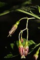 Ribes divaricatum