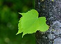 "Tilia_May_2014-2.jpg" by User:Alvesgaspar