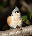 Image 25Tufted titmouse floofed up in Central Park