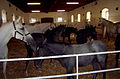 Young Lipizzaner in Piber