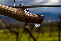 Rank: 9 Refraction by water on weeping grapevine