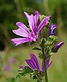 Wilde Malve - Malva sylvestris, am See in Pfingstberg