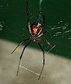 Latrodectus mactans ♀