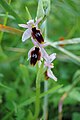 Ophrys lunulata