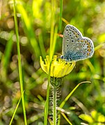 Polyommatus icarus