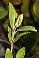 Shepherdia canadensis