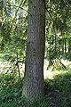 Trunk, Rogów Arboretum, Poland