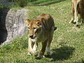 Busch Gardens Africa, Tampa, Florida