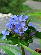 Gentiana macrophylla