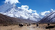 Yaks passing by Pheriche in the Everest region, Nepal.: Wiki Loves Earth 2016 1st Price Winner "Everrest"