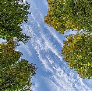 Linden trees and the sky in Planina, Postojna, Slovenia