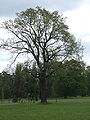 An old oak in the park