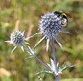 Bombus terrestris