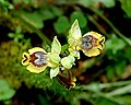 Ophrys lutea subsp. minor (Ophrys sicula)