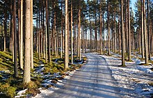 Spring forest Yyteri 3.jpg