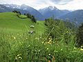 Junigrün und ein Blick in die Berge, Foto mit Text und Bildbeschreibung