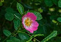 "Duinroos_(Rosa_pimpinellifolia)._Locatie,_De_Kruidhof_Kruidentuin_in_Friesland.jpg" by User:Agnes Monkelbaan