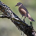 Turdus leucomelas (cat.)