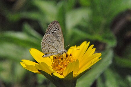 The adult Plains Cupid is collecting nectar from Indian Daisy (Sphagneticola trilobata)