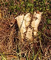 * Nomination Stobbe birch (Betula) to ditch. Location, Natuurterrein The Famberhorst. --Famberhorst 16:11, 1 February 2016 (UTC) * Promotion  Support Good quality. --XRay 17:46, 1 February 2016 (UTC)