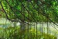 "Branches_of_a_Ficus_kurzii_reflecting_in_the_water_at_Singapore_Botanic_Gardens.jpg" by User:Basile Morin