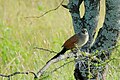 Serengeti National Park, Tanzania