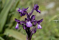 Orchis boryi Anacamptis boryi