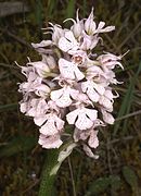 Orchis conica Neotinea tridentata subsp. conica