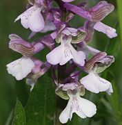 Anacamptis morio