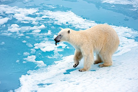 Ursus maritimus (Polar Bear)