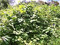 Rubus alceifolius