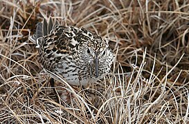 White-rumped Sandpiper.jpg