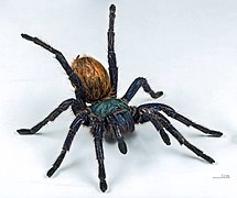 Chromatopelma cyaneopubescens specimen - Female