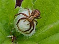 Braune Krabbenspinne - Xysticus cristatus, Weibchen bewacht Eikokon, in den Kirschgartshäuser Schlägen