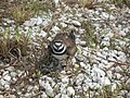 Bird with nest in rocks