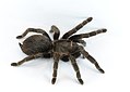 59 Brachypelma vagans p1 uploaded by Cvmontuy, nominated by Cvmontuy