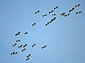 at Bharatpur, Rajasthan, India.