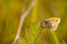 Coenonympha pamphilus