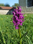 Orchidee - Neufahrn, Friedhof - Blütenstand - 2023-05-29 - 049b.jpg