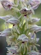 Orchis galilaea