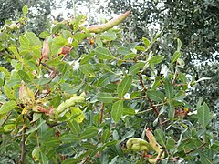 Pistacia terebinthus CorniCabra 2010-10-03 DehesaBoyalPuertollano.jpg