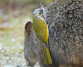 45 Lichenostomus flavicollis stealing hair from Thylogale billardierii for nest - Melaleuca uploaded by JJ Harrison, nominated by Iifar,  15,  0,  0