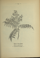 Ailanthus altissima (as syn. Ailantus glandulosa) plate 134 in: Wayside and woodland blossoms, 1895